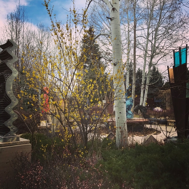 Forsythia blooming is always the first sign of Spring in the National Sculptors' Guild Sculpture Garden. Artwork pictured is by NSG fellows Mark Leichliter, Sandy Scott, Jane DeDecker.