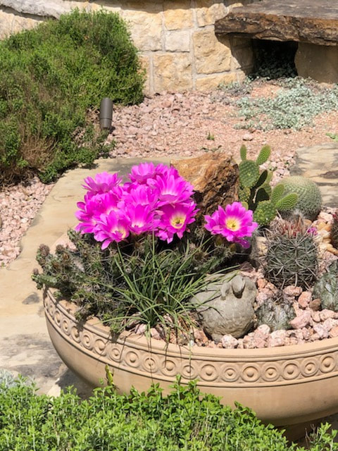 One of our clients sent us these beautiful images from their sculpture garden. Did you know John frequently designs floral elements in our placements? Gardening is one of his passions. And landscaping can be just as expressive as the art showcased in it.

These cactus in Boerne, Texas are displaying their amazing colors, and it is breath taking. 

Share the simple beauty that is surrounding you these days, sometimes it's art, sometimes it's nature's sculptures.


#LivingWithArt #CollectorsCorner #EyeCandy #FloweringCactus #SculptureGarden #LandscapeDesign