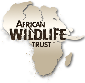African Wildlife Trust art show at Columbine Gallery this August.