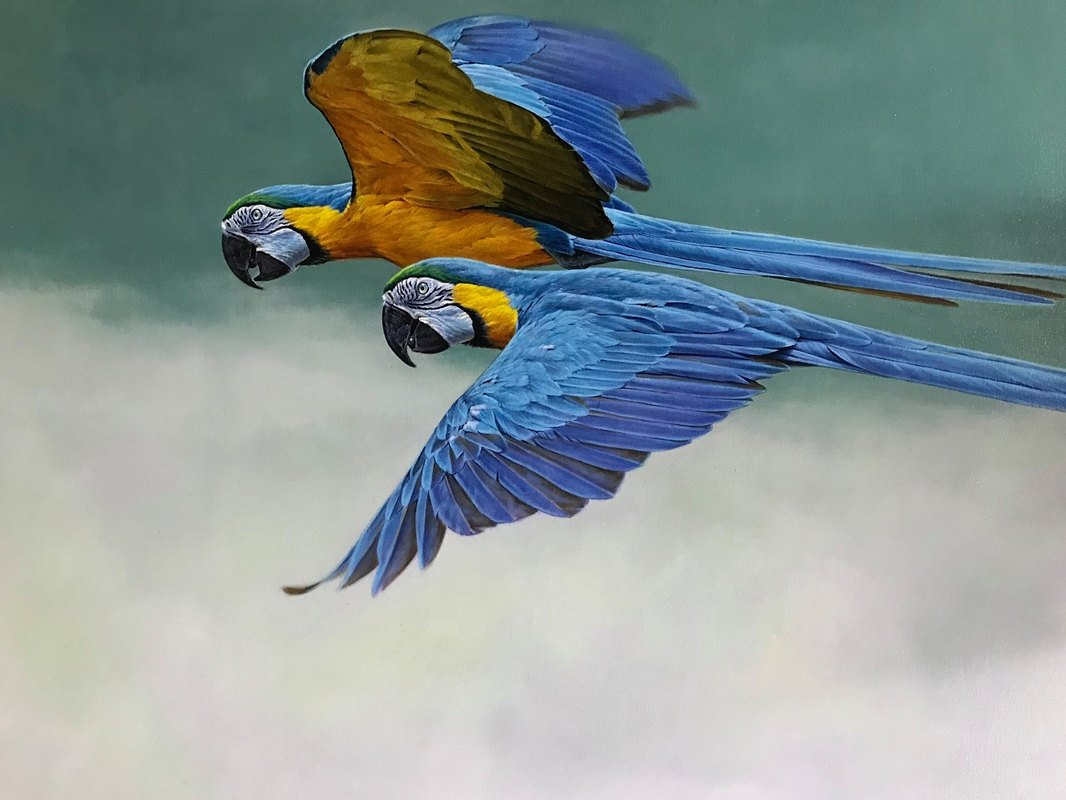 Here's the latest from our Australian Artist Tony Pridham. Gold and Blue Macaws in flight, Just gorgeous. You can commission your own painting or sculpture by any of our artists. Just give us the details of what you want and we'll start the process. contact us today #LiveWithArt it’s good for you. #BirdsInArt #ArtfulSolution  #ContemporaryRealism #MacawArt #FeedYourCreativeSpirit #BuyOriginal#FreshPaint #TonyPridham