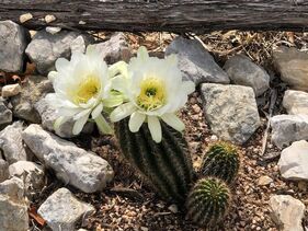 One of our patrons sent us these beautiful images from their sculpture garden. Did you know John frequently designs floral elements in our placements? Gardening is one of his passions. And landscaping can be just as expressive as the art showcased in it.  These cactus in Boerne, Texas are displaying their amazing colors, and it is breath taking.   Share the simple beauty that is surrounding you these days, sometimes it's art, sometimes it's nature's sculptures. Hopefully you have a little of each enhancing your space.  #LivingWithArt #CollectorsCorner #EyeCandy #FloweringCactus #SculptureGarden #LandscapeDesign