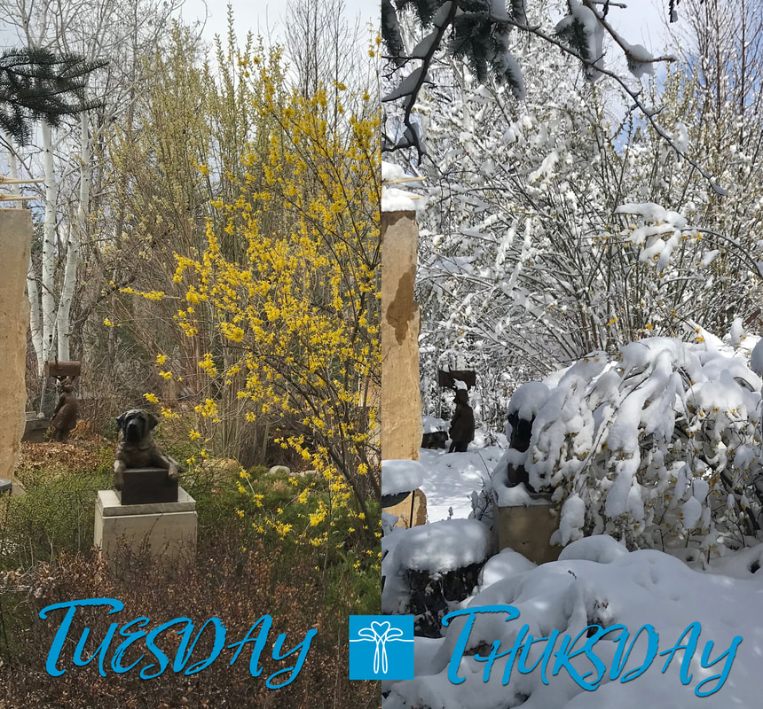 Sometimes the showers involve snow.  What a difference a day makes! The National Sculptors' Guild Sculpture Garden is looking really different today from what it did on Tuesday.  We can't wait to see how this big wet snow helps the flowers coming up... the forsythia didn't fair well.  #SpringInColorado #PoorForsythia #AprilBlizzard